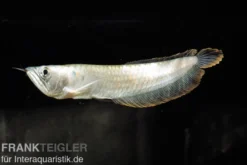 Arowana, Osteoglossum bicirrhosum