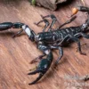 Asia-Skorpion, Heterometrus longimanus