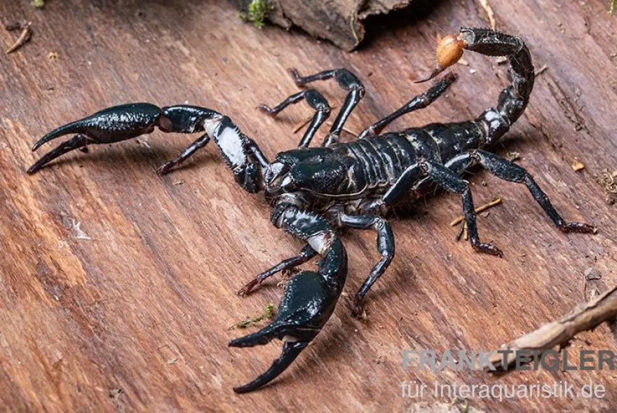 Asia-Skorpion, Heterometrus longimanus