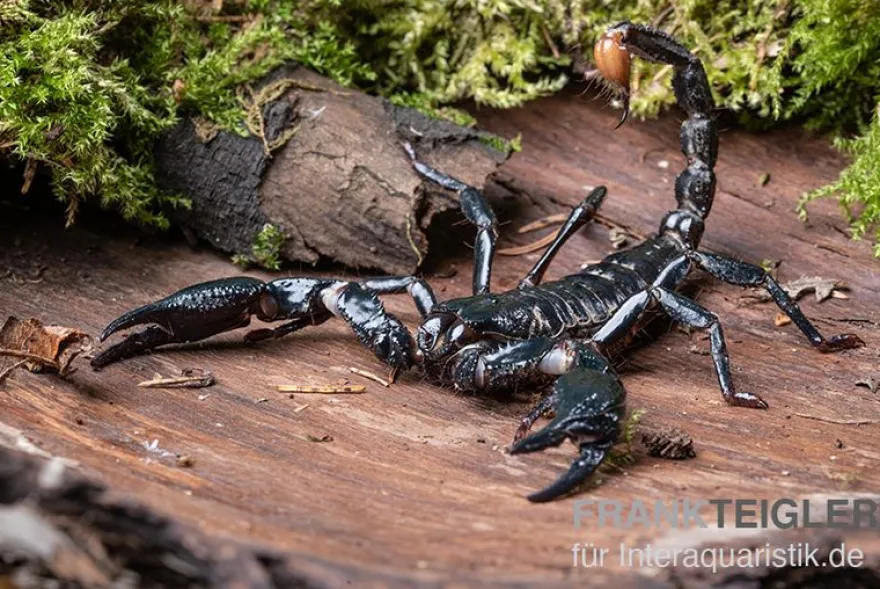 Asia-Skorpion, Heterometrus longimanus