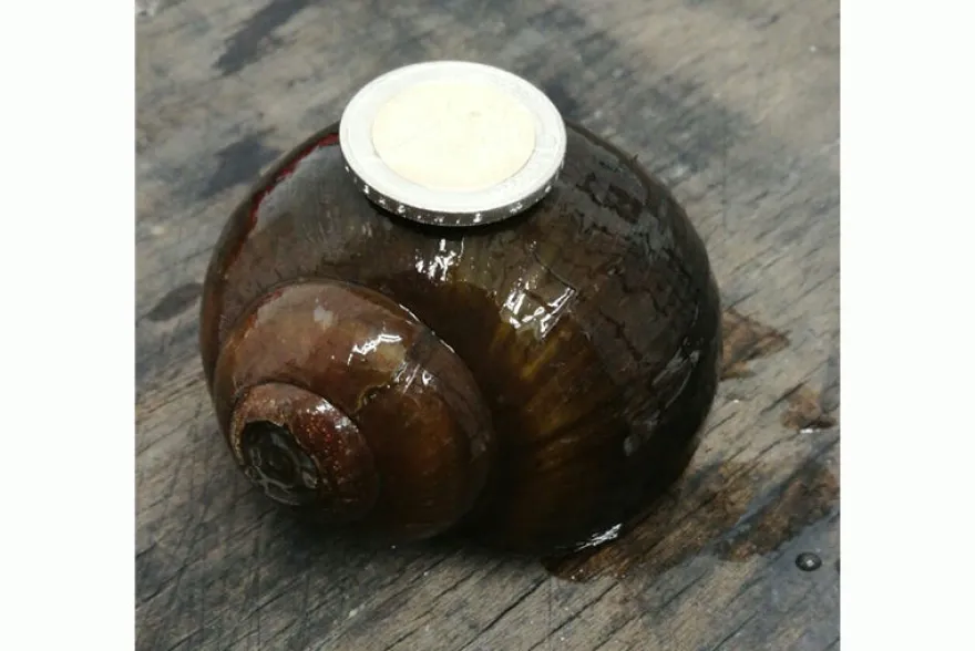 Asiatische Apfelschnecke, Pila ampullacea