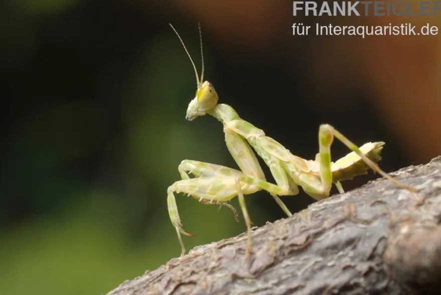 Asiatische Blütenmantis, Creobroter gemmatus