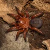 Asiatische Falltürspinne, Latouchia sp.