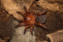 Asiatische Falltürspinne, Latouchia sp.