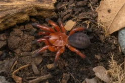 Asiatische Falltürspinne, Latouchia sp.
