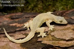 Asiatischer Hausgecko, Hemidactylus frenatus