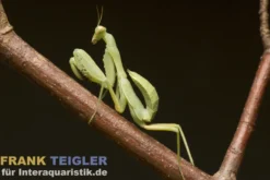 Asiatische Riesengottesanbeterin, Hierodula patellifera