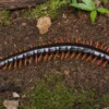 Asiatischer Riesenhundertfüßer, Scolopendra subspinipes