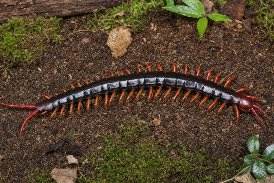 Asiatischer Riesenhundertfüßer, Scolopendra subspinipes