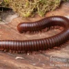Asiatischer Riesentausendfüßer, Thyropygus allevatus