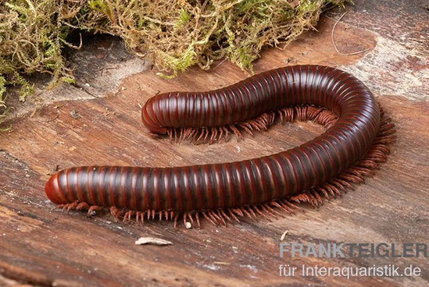 Asiatischer Riesentausendfüßer, Thyropygus allevatus
