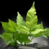 Asiatischer Wasserfarn, Bolbitis heteroclita asiatica, im Topf