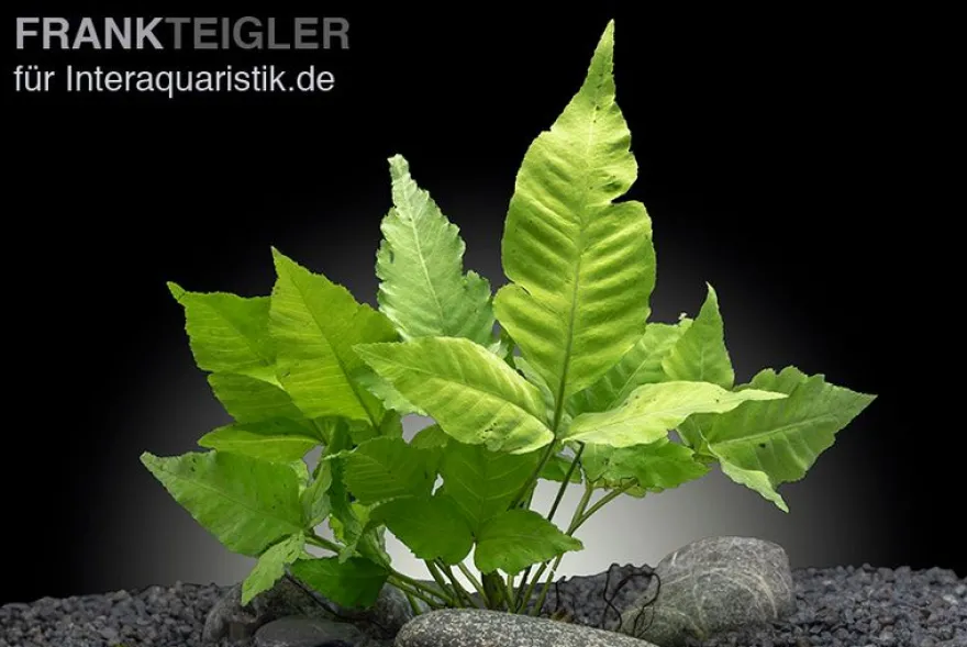 Asiatischer Wasserfarn, Bolbitis heteroclita asiatica, im Topf