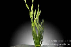Asiatische Schraubenvallisnerie, Vallisneria spiralis "Tortifolia", Bund