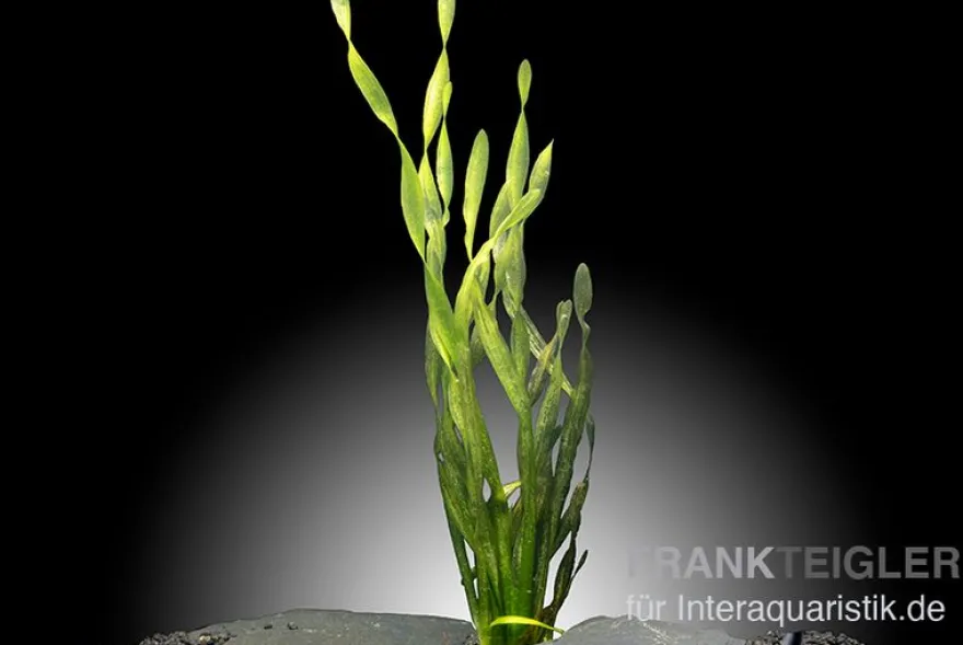 Asiatische Schraubenvallisnerie, Vallisneria spiralis "Tortifolia", Bund