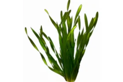 Asiatische Schraubenvallisnerie, Vallisneria spiralis "Tortifolia", Bund