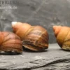 Asiatische Sumpfdeckelschnecke, Filopaludina martensi thailande