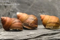 Asiatische Sumpfdeckelschnecke, Filopaludina martensi thailande
