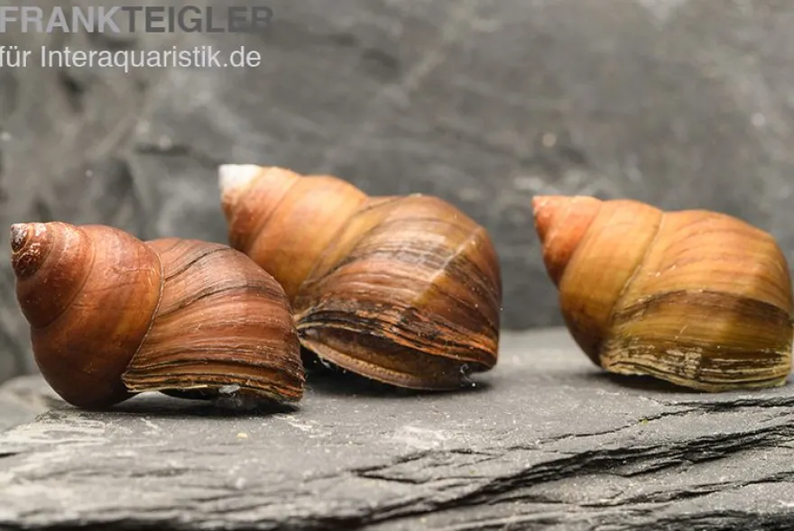 Asiatische Sumpfdeckelschnecke, Filopaludina martensi thailande