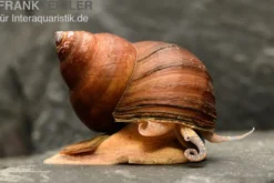 Asiatische Sumpfdeckelschnecke, Filopaludina martensi thailande