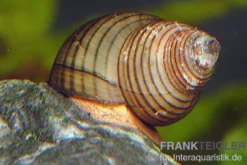 Asiatische Sumpfdeckelschnecke, Filopaludina martensi thailande