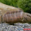 Assam-Blaubarsch, Badis assamensis