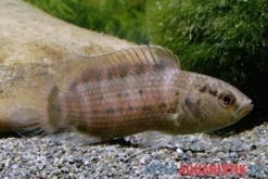 Assam-Blaubarsch, Badis assamensis