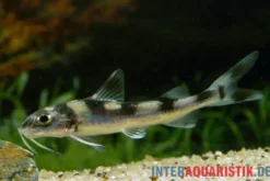 Assam-Clownwels, Gagata cenia