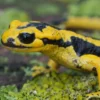 Asturischer Feuersalamander, Salamandra salamandra bernardezi