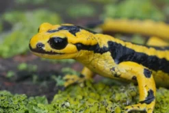 Asturischer Feuersalamander, Salamandra salamandra bernardezi