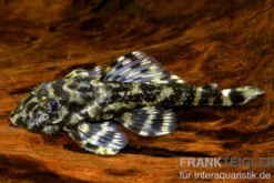 Atabapo-Schmetterlingsharnischwels, L52, Zonancistrus sp., 4-7 cm