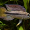 Atabapo-Zwergbuntbarsch, Apistogramma lineata