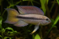 Atabapo-Zwergbuntbarsch, Apistogramma lineata