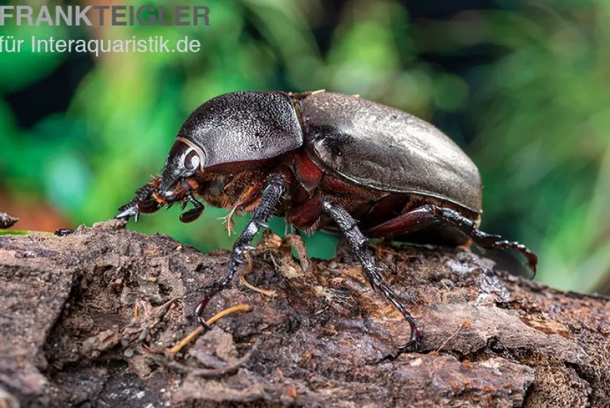 Atlaskäfer, Chalcosoma atlas, gemischt
