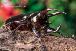Atlaskäfer, Chalcosoma atlas, gemischt