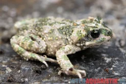 Atlaskröte, Bufo brongersmai DNZ