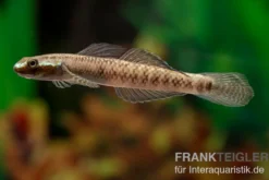 Atratus-Grundel, Stiphodon atratus, 1 Paar