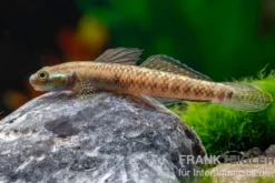Atratus-Grundel, Stiphodon atratus, 1 Paar