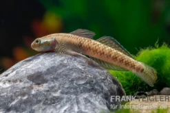 Atratus-Grundel, Stiphodon atratus, 1 Paar