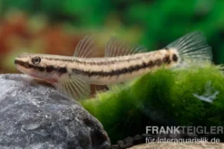 Atratus-Grundel, Stiphodon atratus, 1 Paar