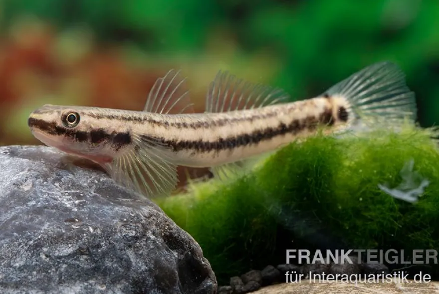 Atratus-Grundel, Stiphodon atratus, 1 Paar
