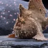 Augenfleck-Anglerfisch, Antennarius biocellatus