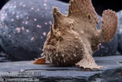 Augenfleck-Anglerfisch, Antennarius biocellatus