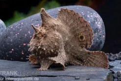 Augenfleck-Anglerfisch, Antennarius biocellatus
