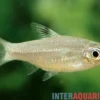 Augenfleckbärbling, Brevibora dorsiocellata