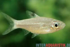 Augenfleckbärbling, Brevibora dorsiocellata