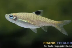 Augenfleckbärbling, Brevibora dorsiocellata