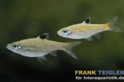 Augenfleckbärbling, Brevibora dorsiocellata