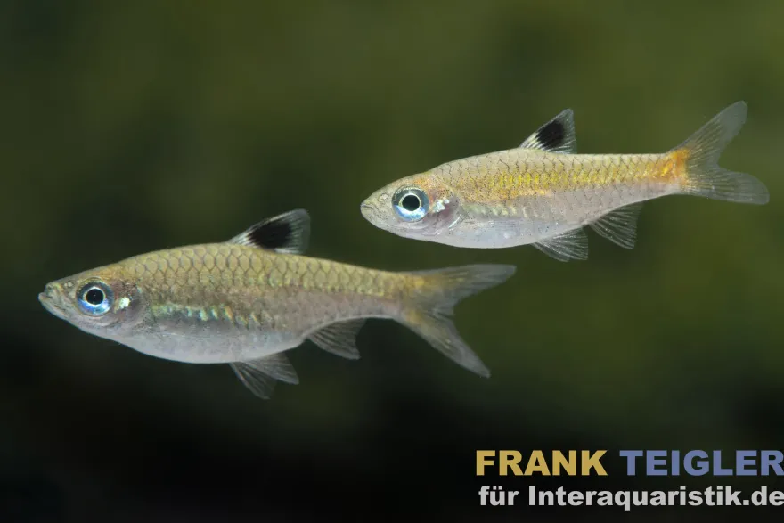 Augenfleckbärbling, Brevibora dorsiocellata