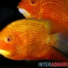 Augenfleck-Buntbarsch, Heros severus "Red spotted"